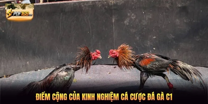 Điểm cộng của kinh nghiệm cá cược đá gà C1