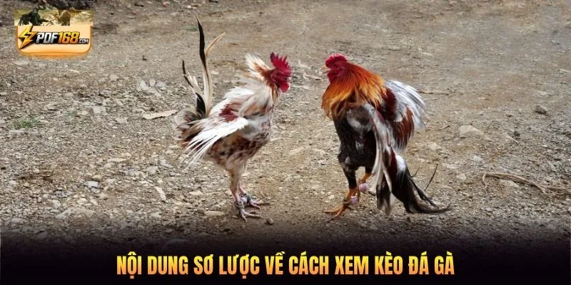 Nội dung sơ lược về cách xem kèo đá gà