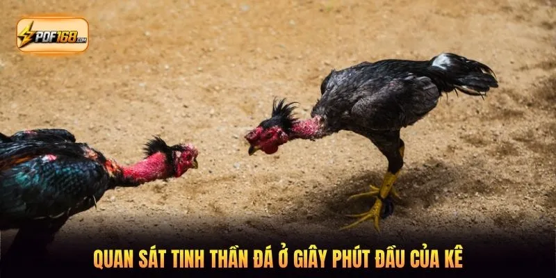 Quan sát tinh thần đá ở giây phút đầu của kê